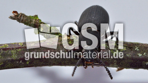 Großer Schwarzkäfer_3.jpg